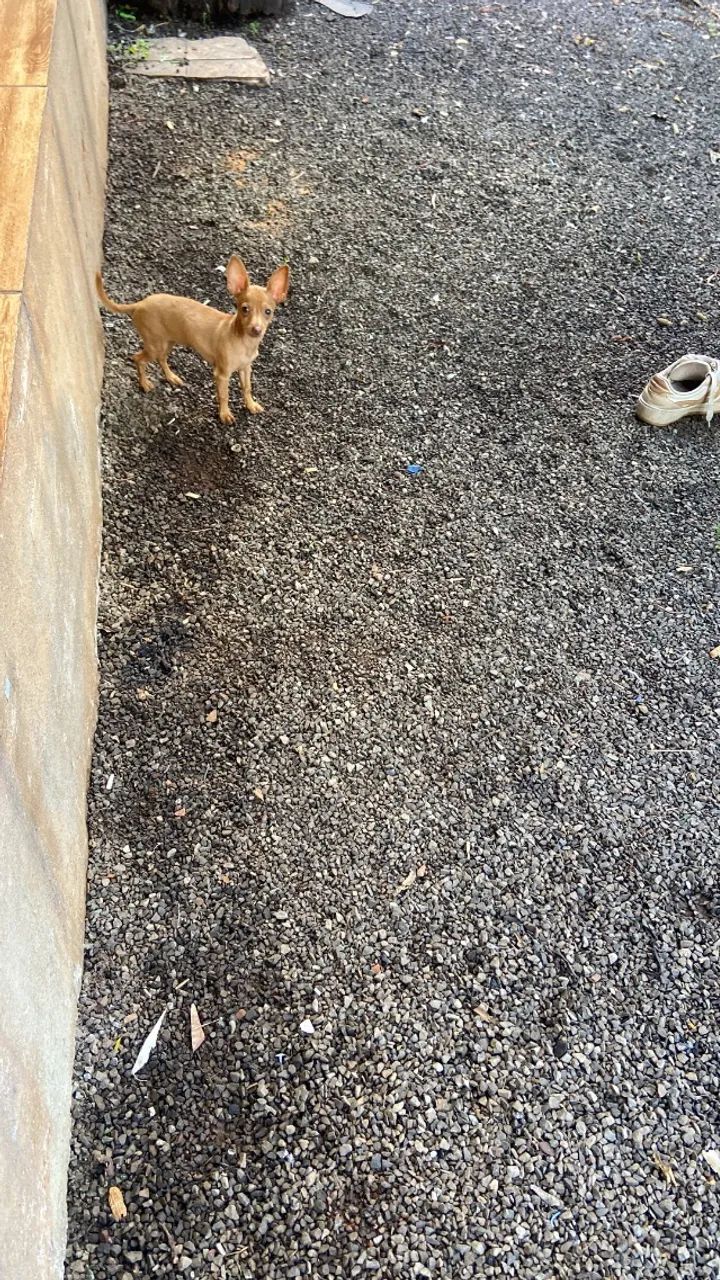 Pinscher macho e fêmea  - Foto 2