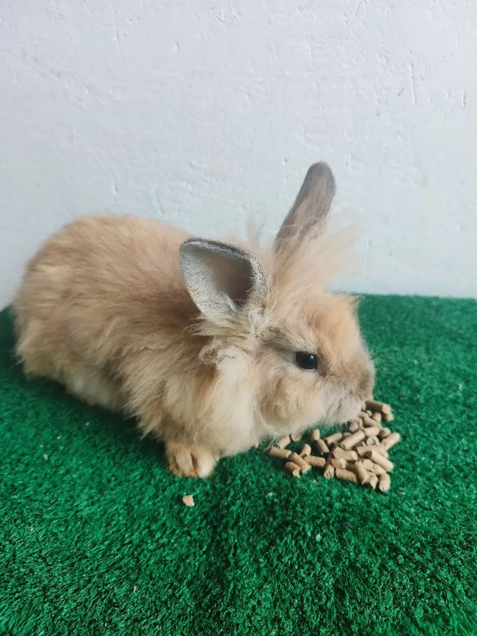 Mini coelho Lion  - Foto 4