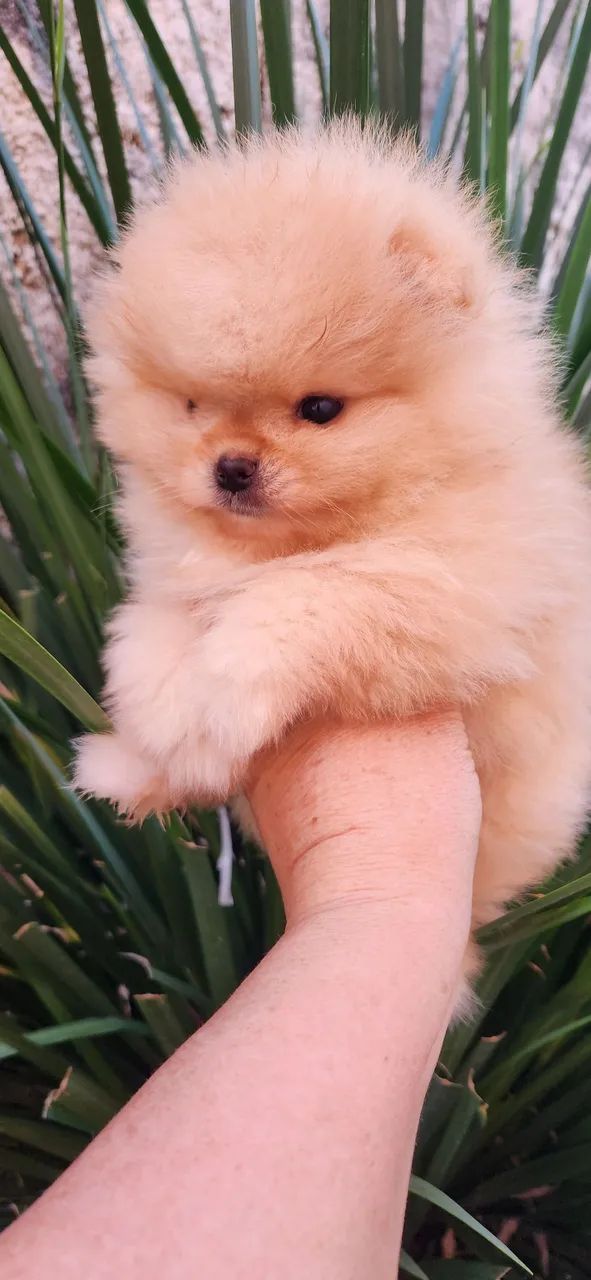 Lulu pomerania.  - Foto 2