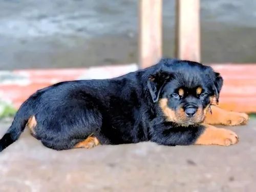 MACHOS E FÊMEAS DISPONÍVEIS - ROTTWEILER - Foto 4