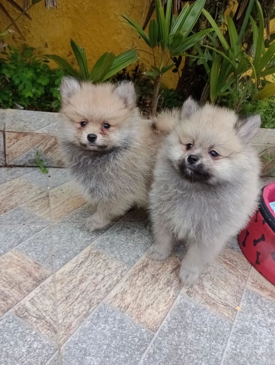 Dwarf German Spitz, Males, 10x on credit card