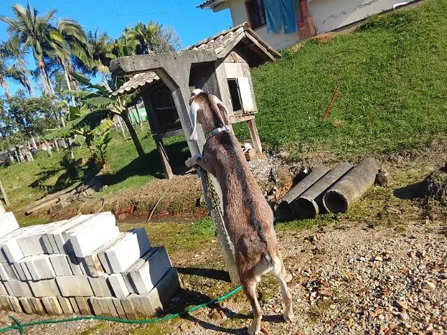 vende-se bode novo de 1ano e meio - Foto 3