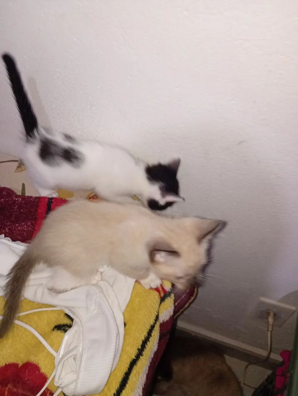 Doação de gatinhos  - Foto 5