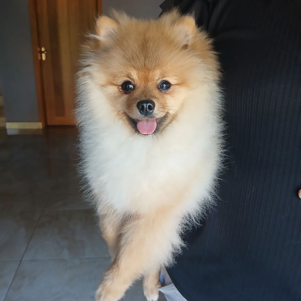 Cachorro  - Foto 4