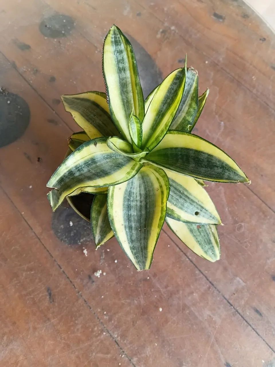 Plantas 