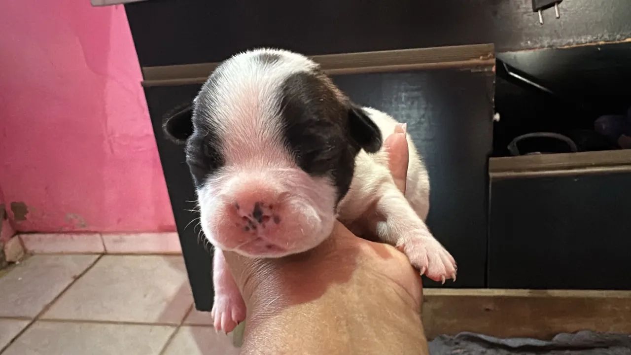 Cachorro  - Foto 2