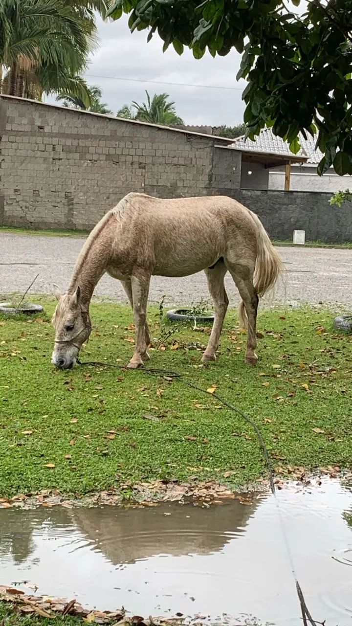 Cavalo crioulo