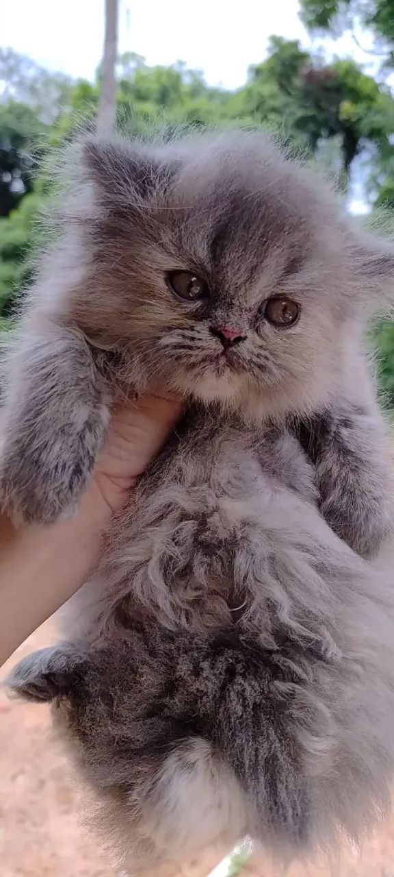 Persas Filhote a pronta entrega  - Foto 2