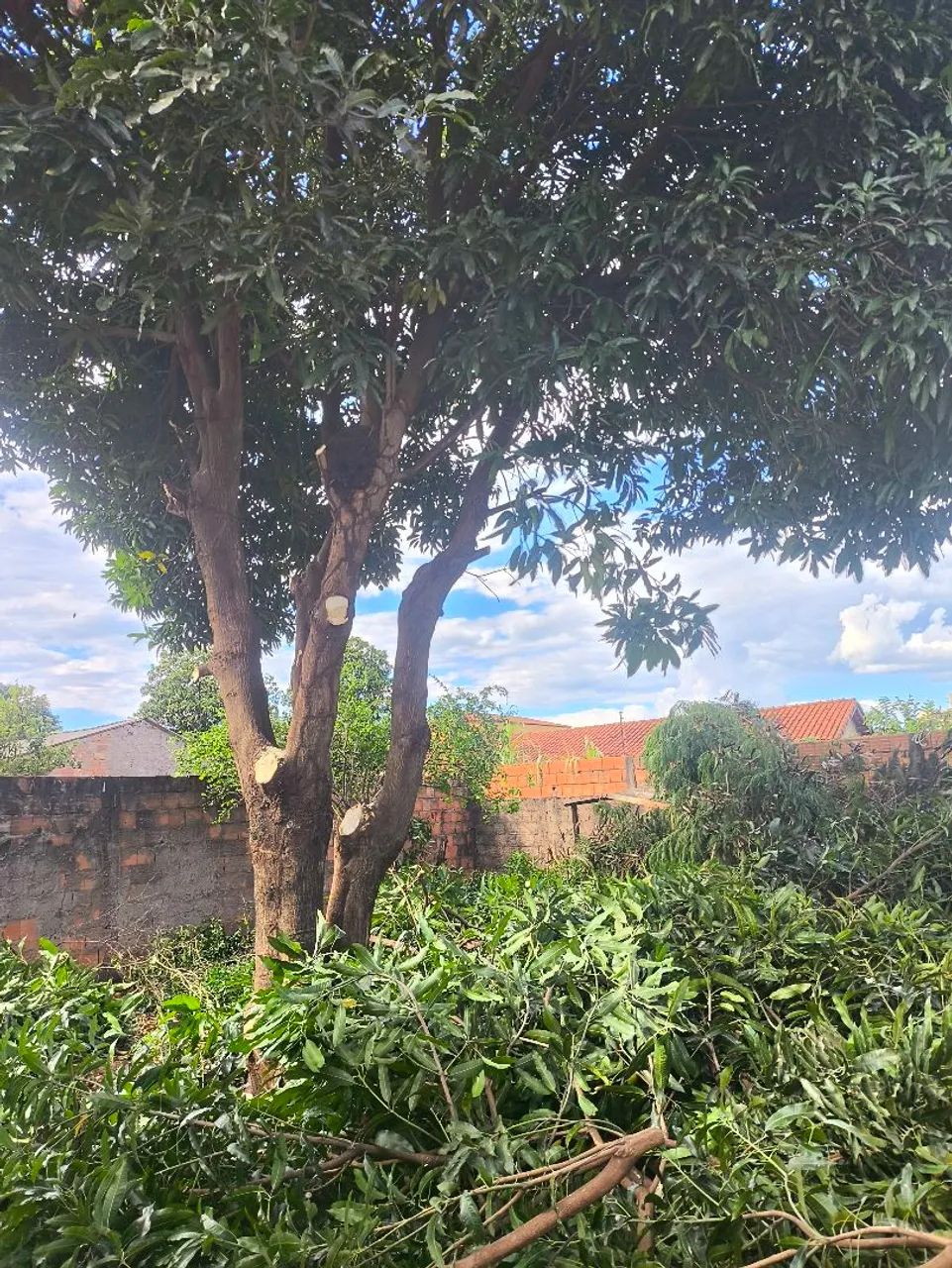 Podas de arvores e topiaria  - Foto 4