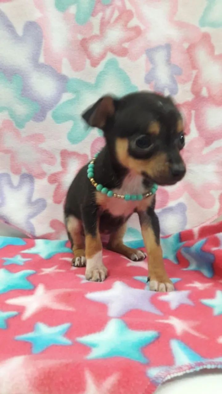 Pinscher - Foto 2