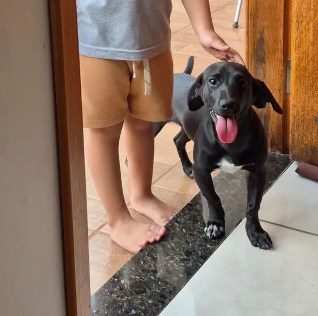 Doação de cachorro