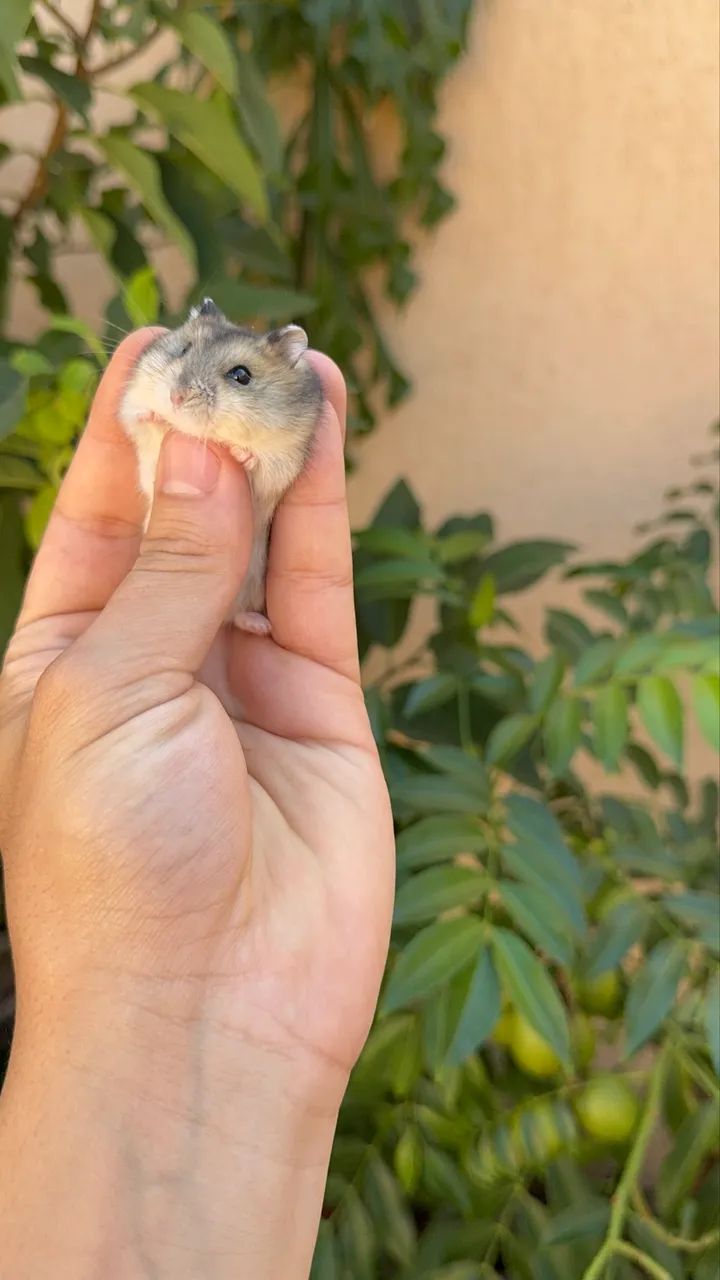 Hamster Anão  - Foto 3