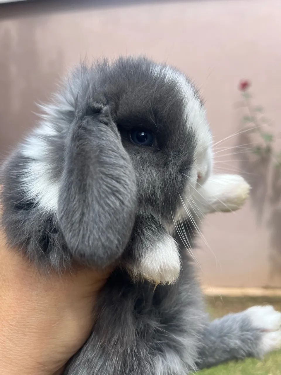 Mini coelho - Foto 4