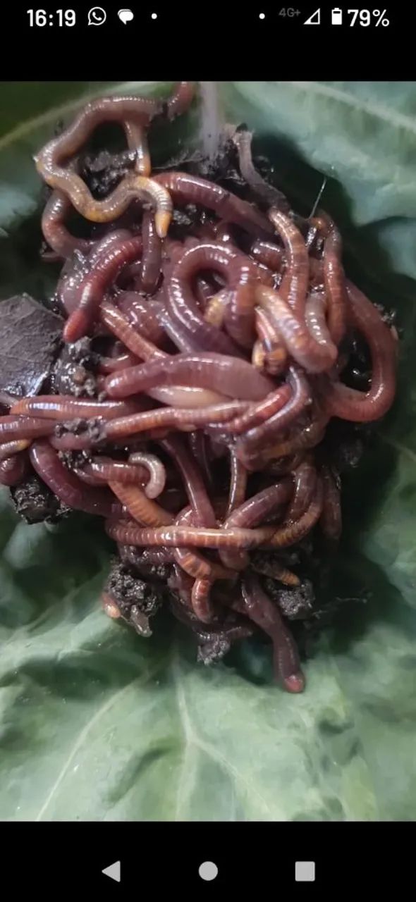 Vendo Minhocas Vermelhas Californianas  - Foto 5