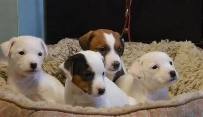 beagle x fox 