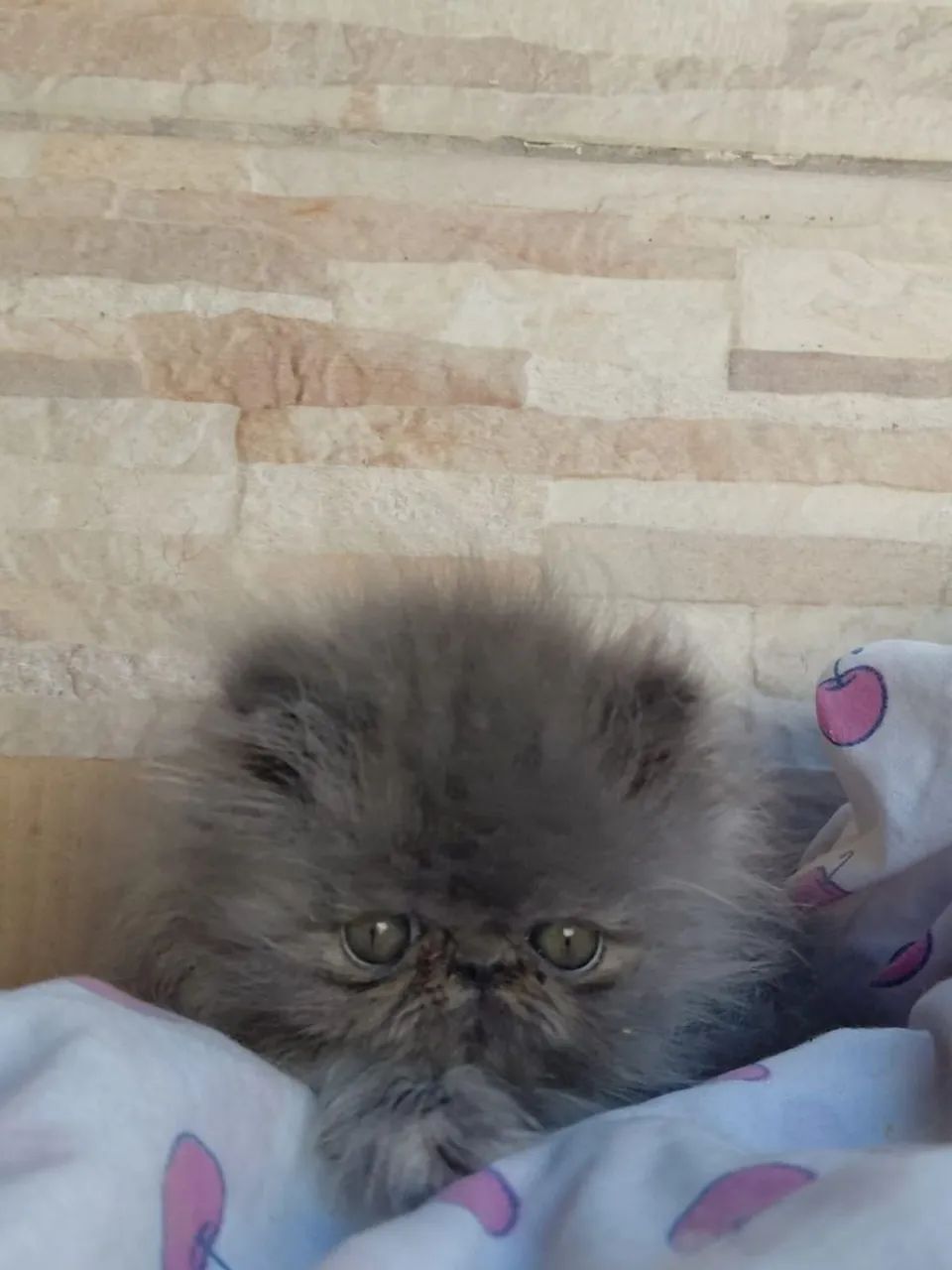 Lindos persa disponível  - Foto 4