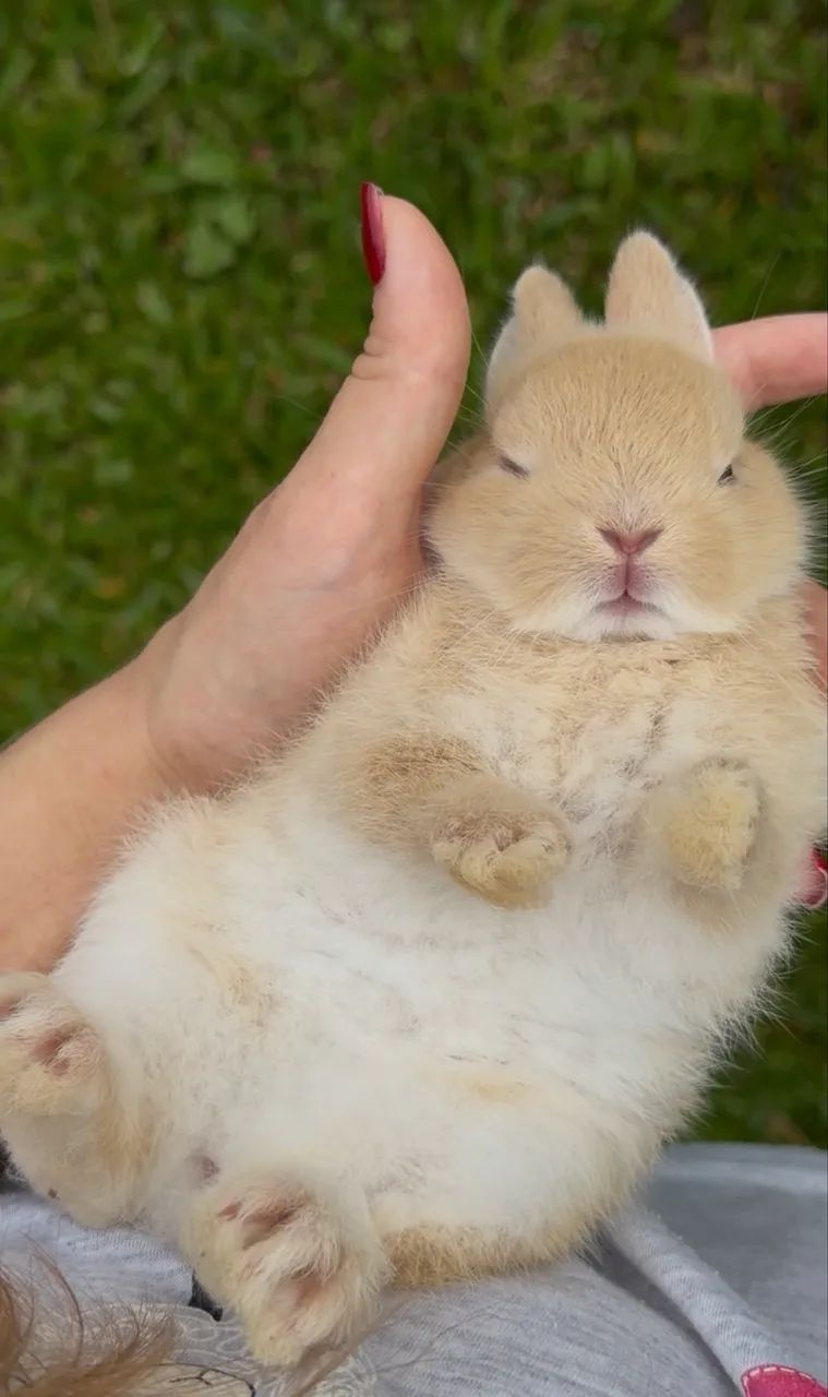 Mini coelhos  - Foto 2