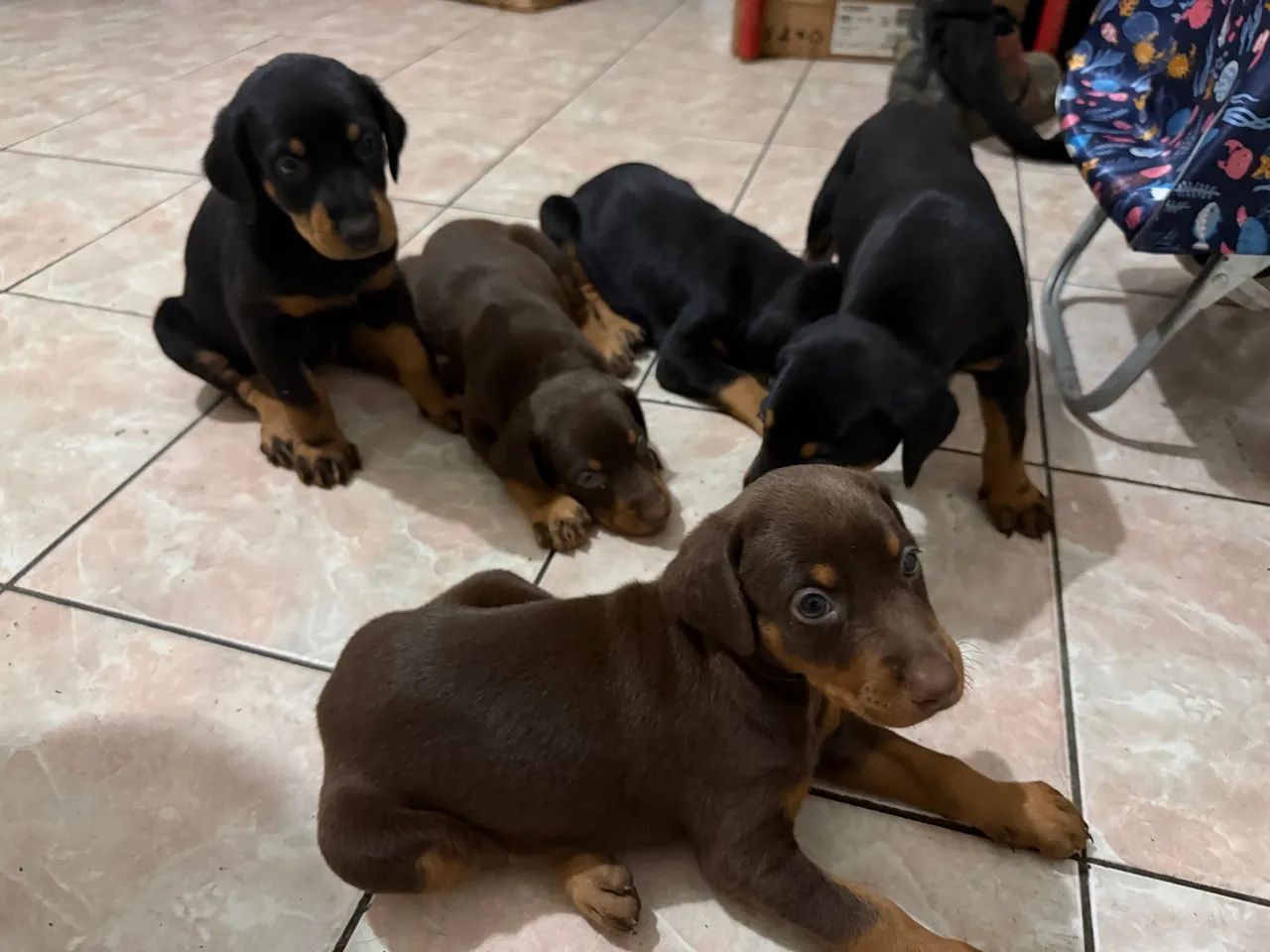 Doberm filhote puro 