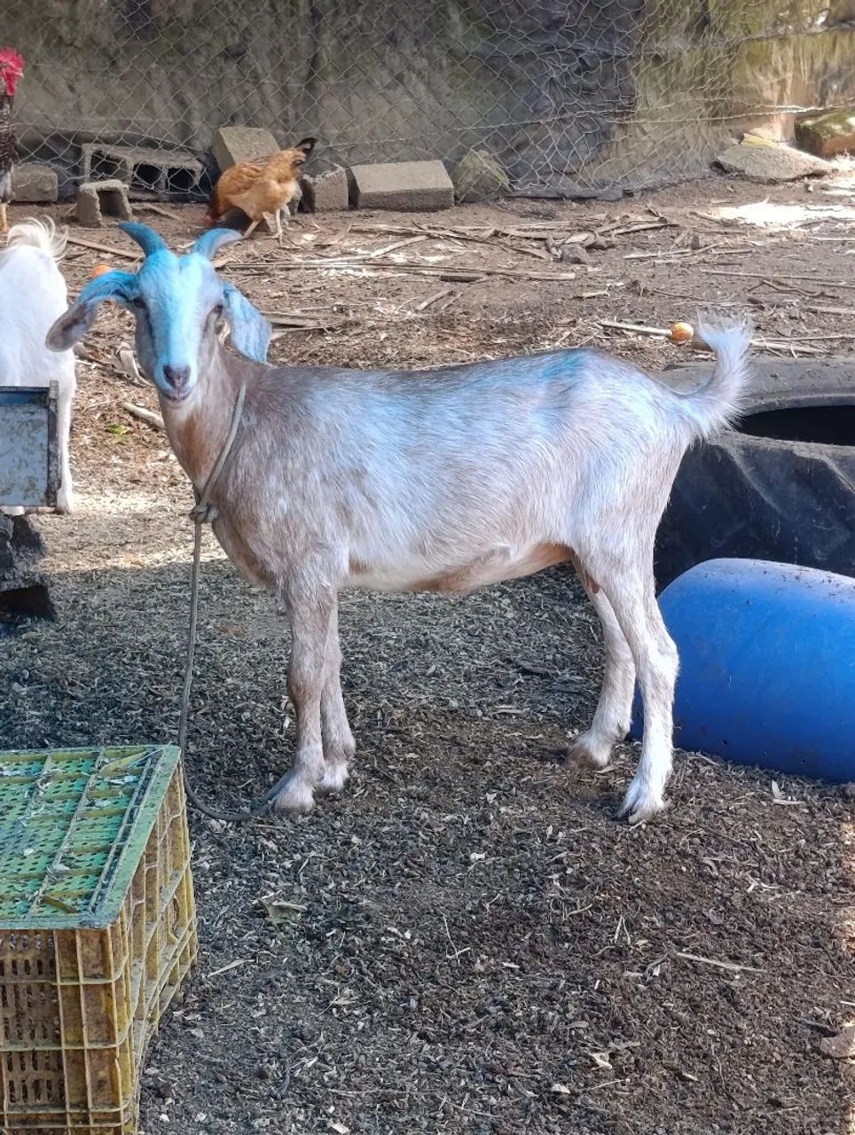 Cabra, cabrito  - Foto 2