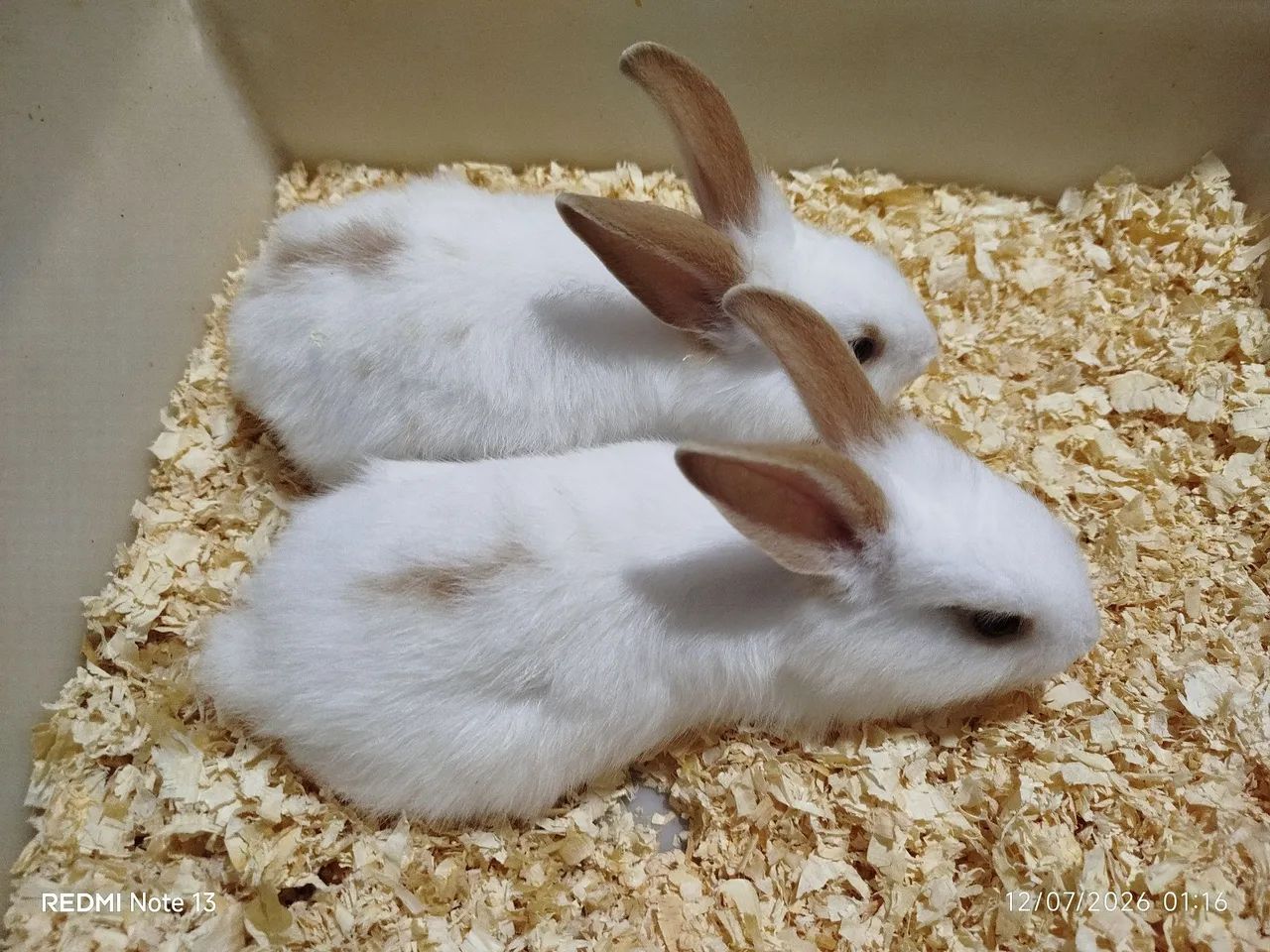 Coelhos  - Foto 5