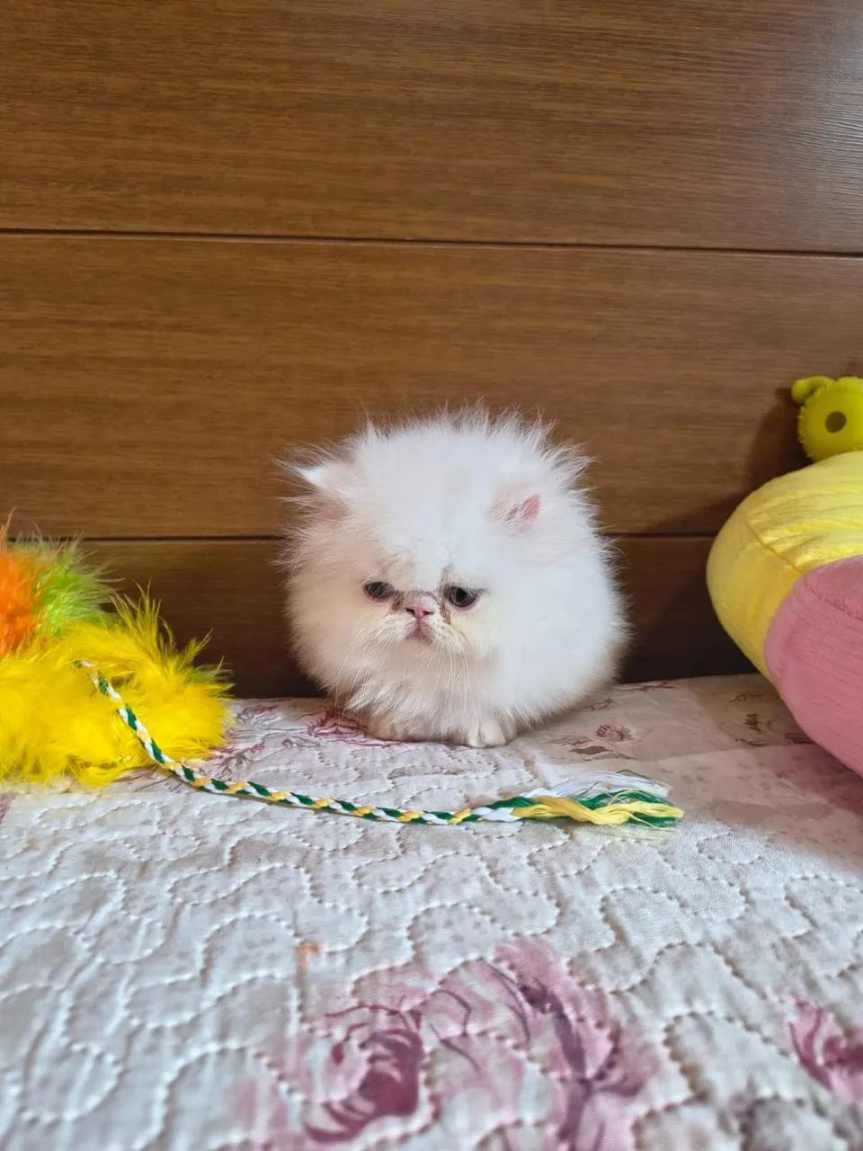 Persa Promoção Somente esse Final de semana  - Foto 2