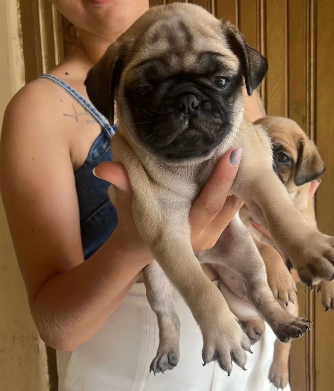 Pug - Foto 4