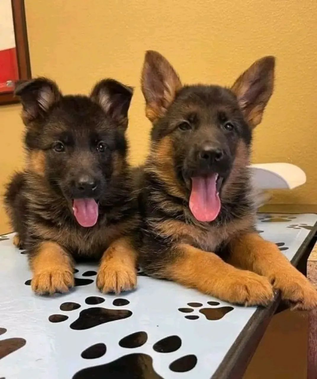 Pastor Alemão Filhote Treinável e Saudável