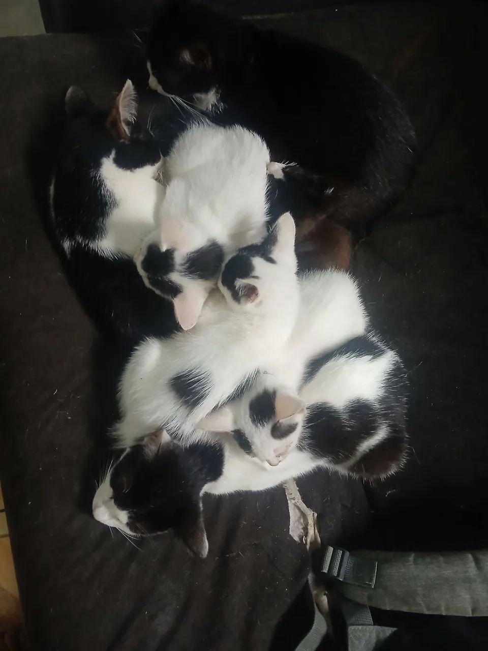 Doação 