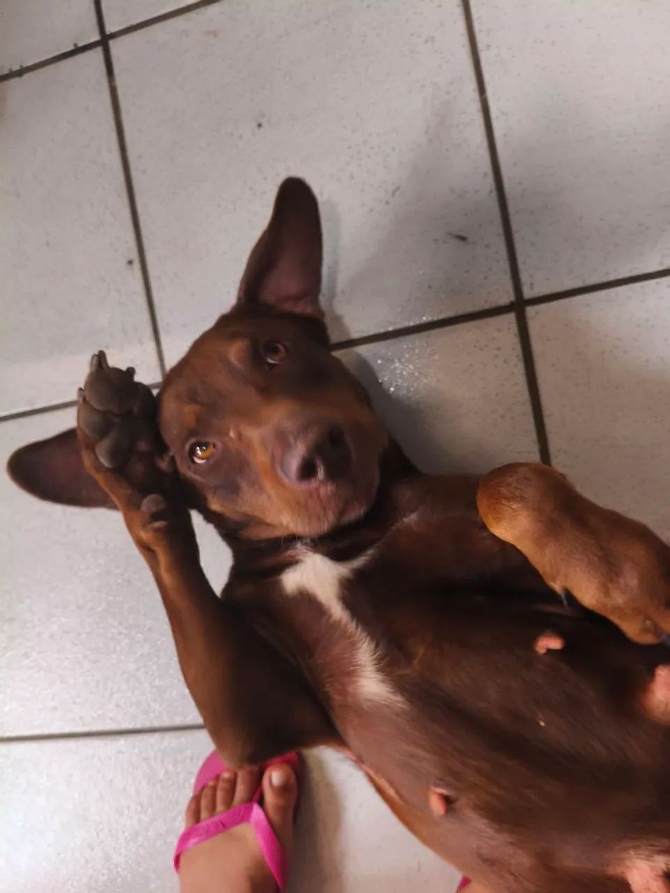 Adoção responsável  - Foto 4