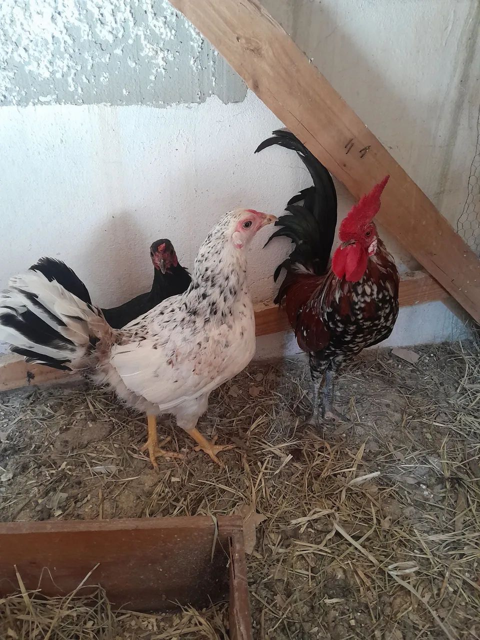 Garnize - Foto 3