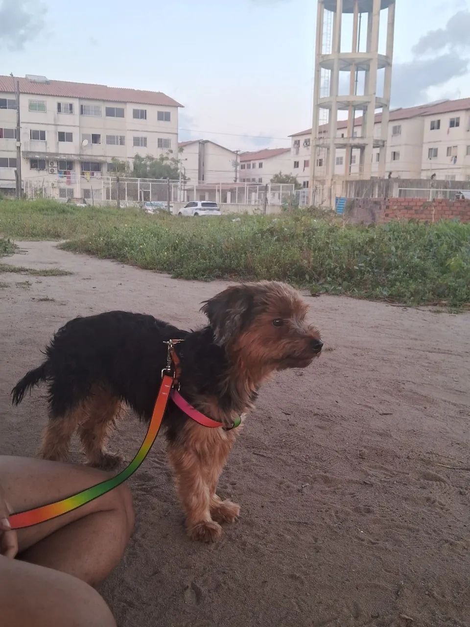 Yorkshire Terrier - Foto 4