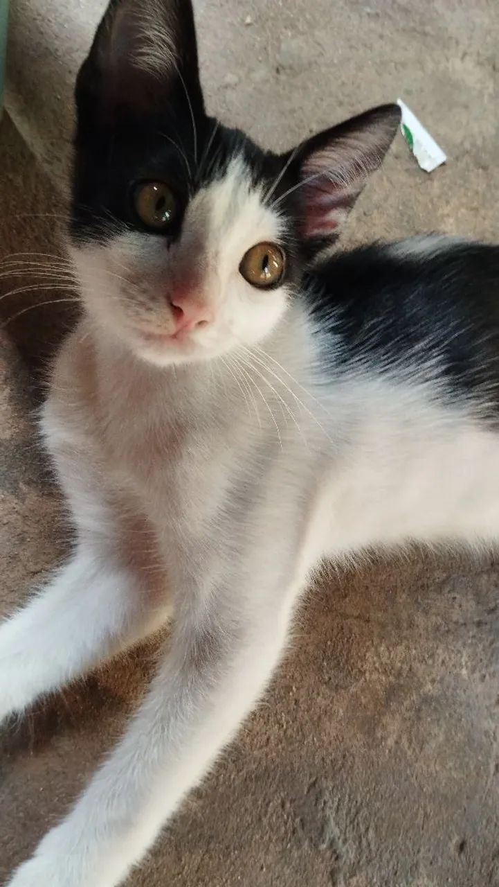 Gatinha fêmea pra doação  - Foto 2