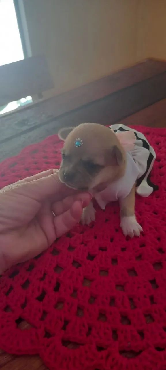 Chihuahuas  - Foto 4