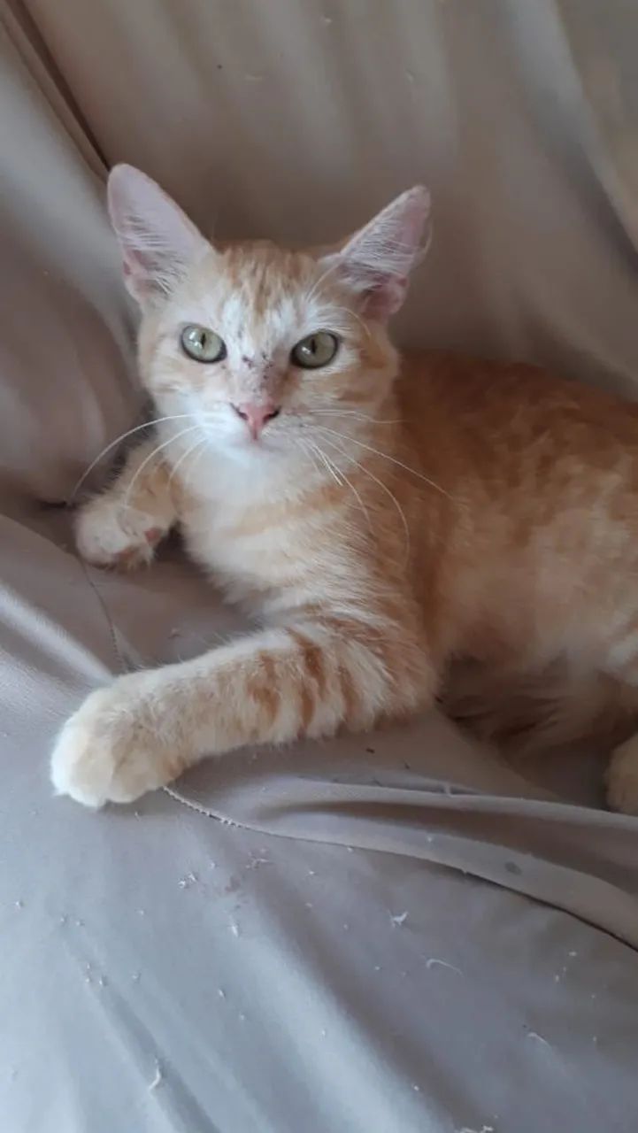 Pets para adoção ONG Goianira  - Foto 2