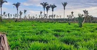 FAZENDA EM CODO - Foto 2