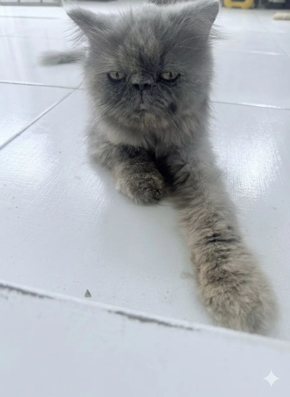 Gata persa Raça Exotic Shorthair Fêmea  - Foto 6