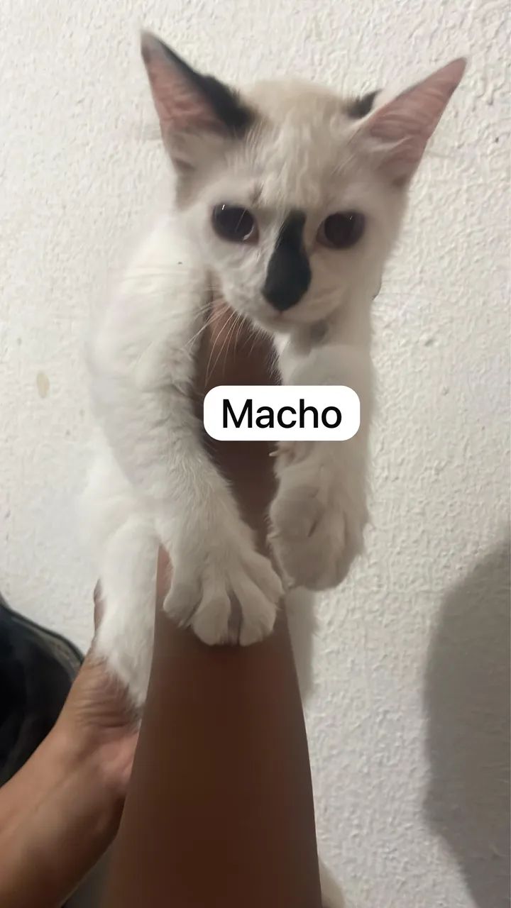 Adoção - Foto 4