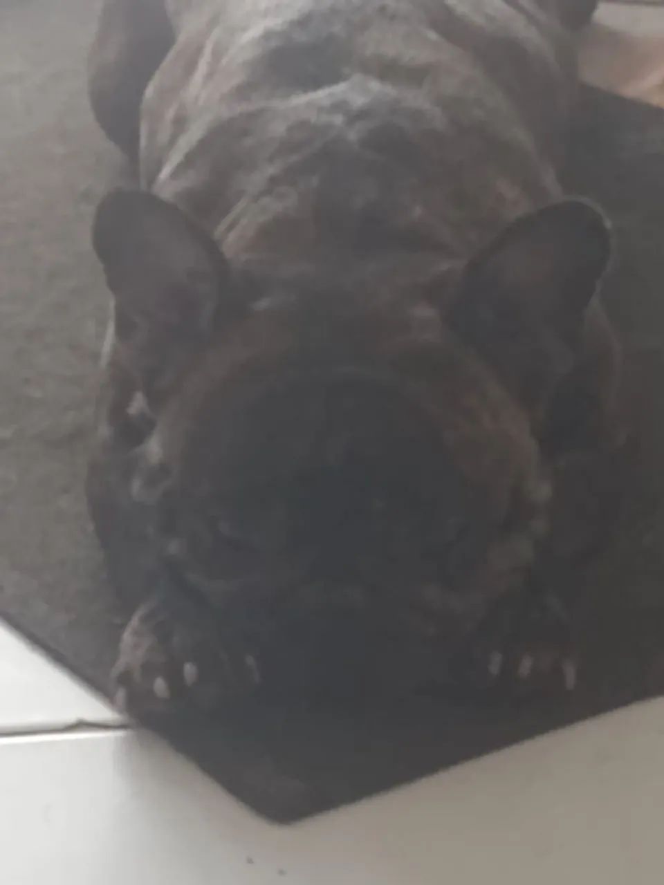 Bulldogue francês 