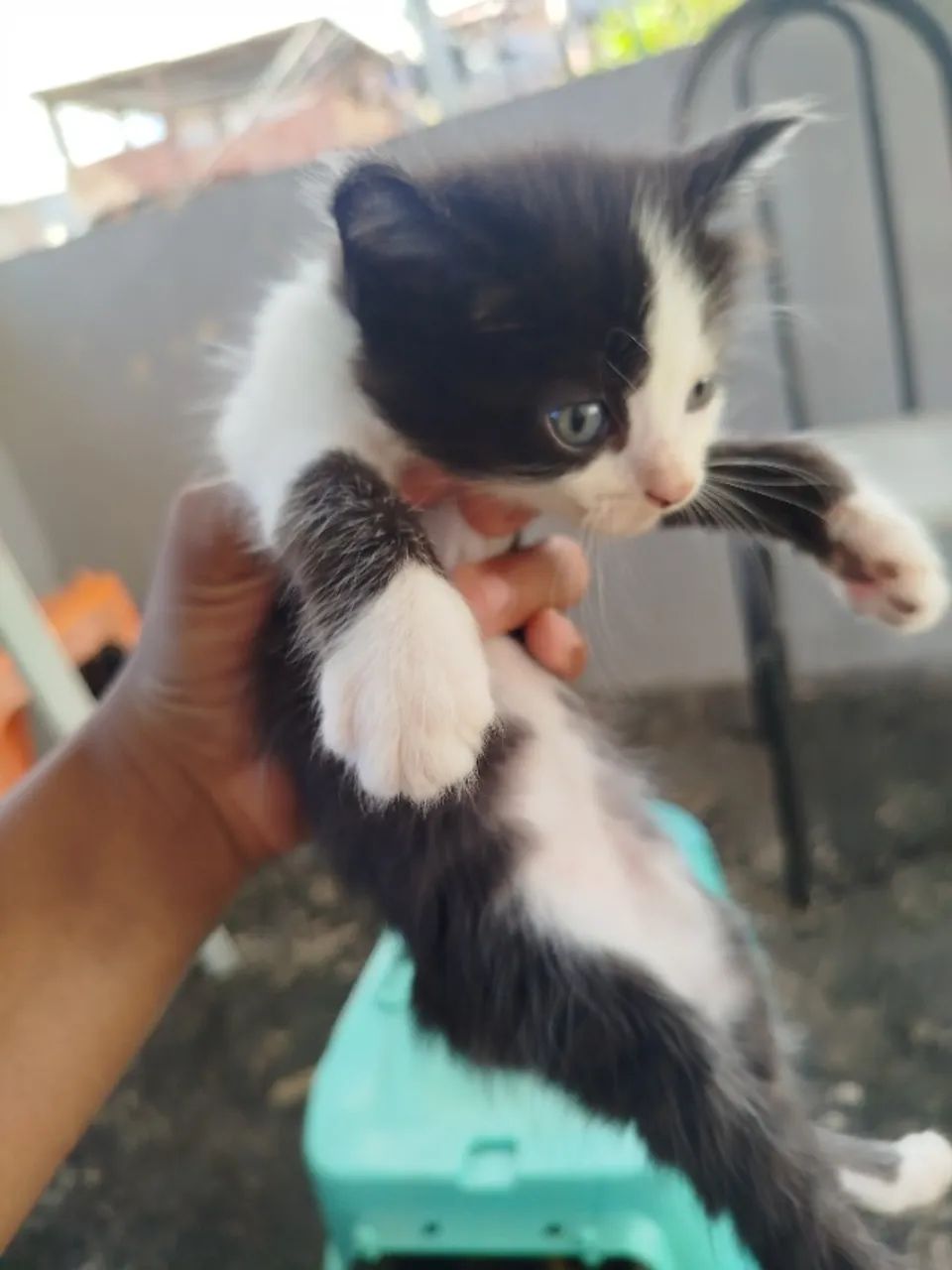 Doa-se gatinhos  - Foto 6