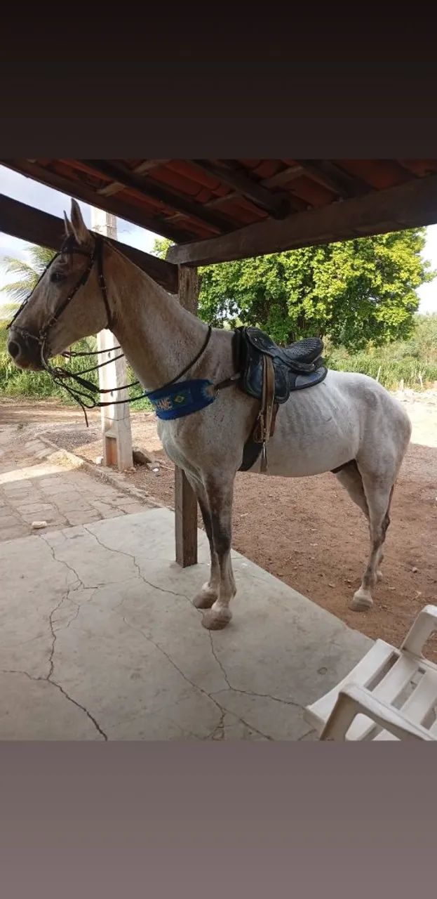 Cavalo de esteira 