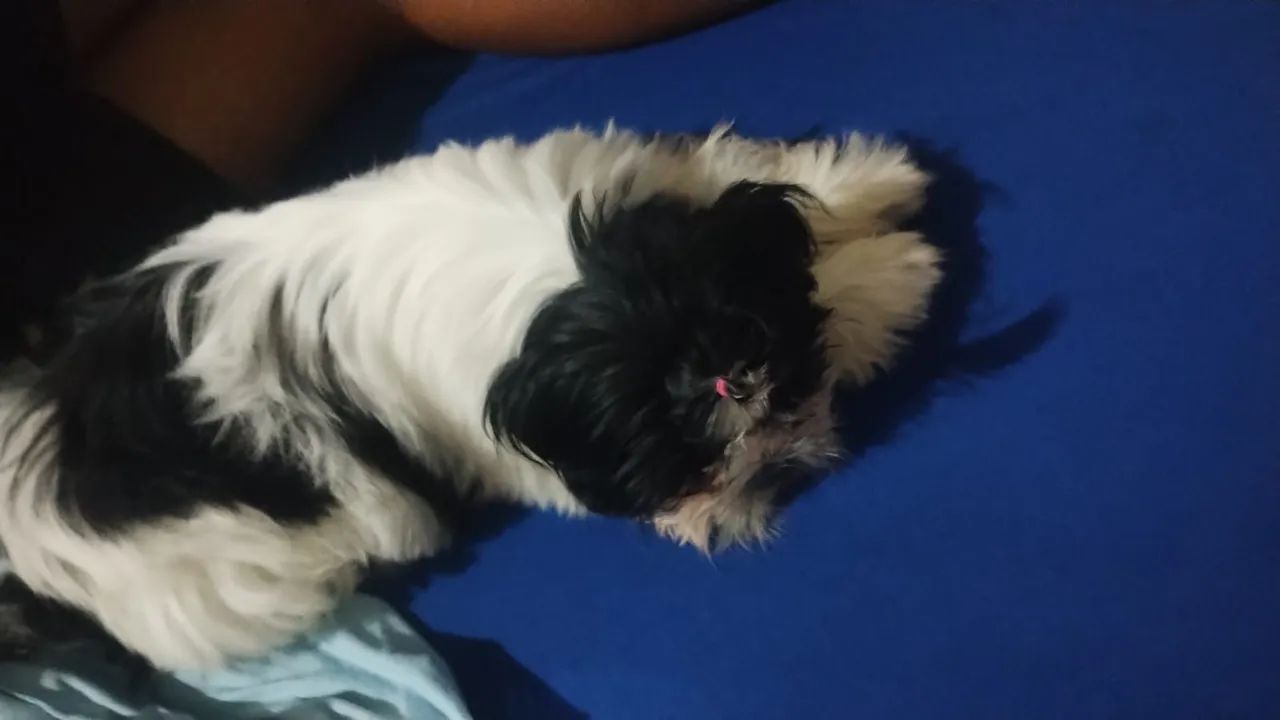 Cachorro  - Foto 2