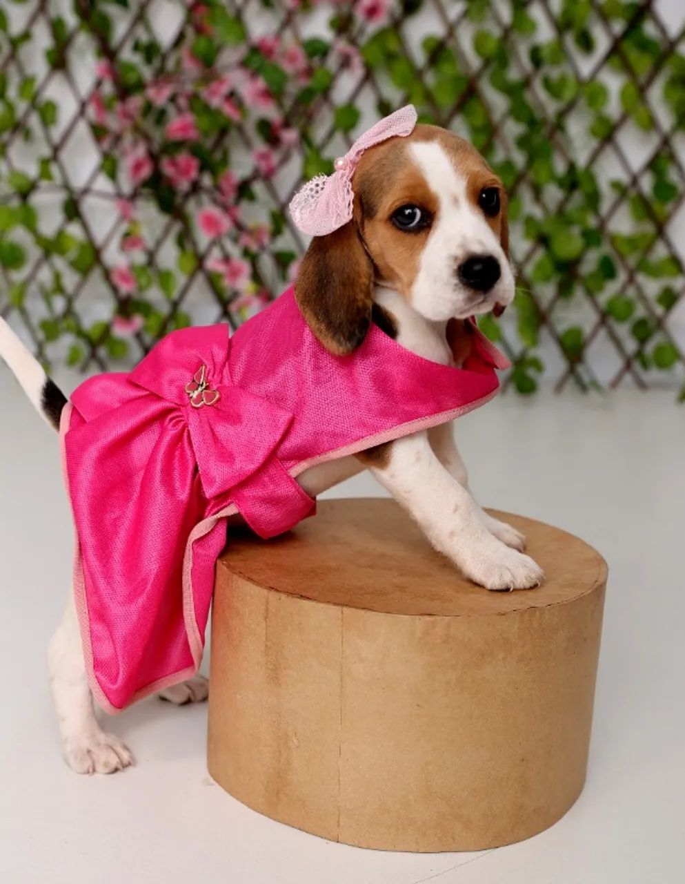 FILHOTE DE BEAGLE DOCE