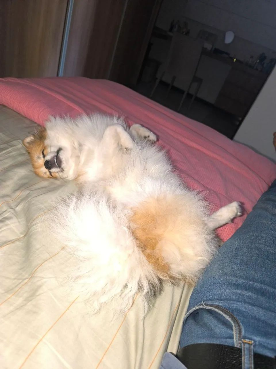 Lulu da Palmerania para Cobertura  - Foto 6