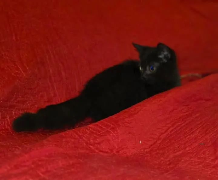 Munchking Middle Leg