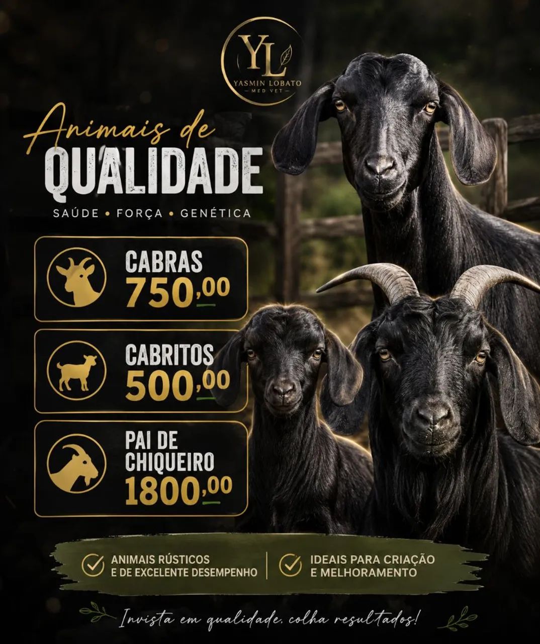 Cabras cabritos bode 