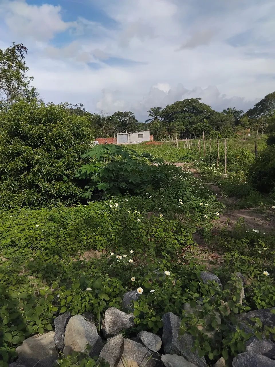 Foto - Paulista - Jardim Paulista