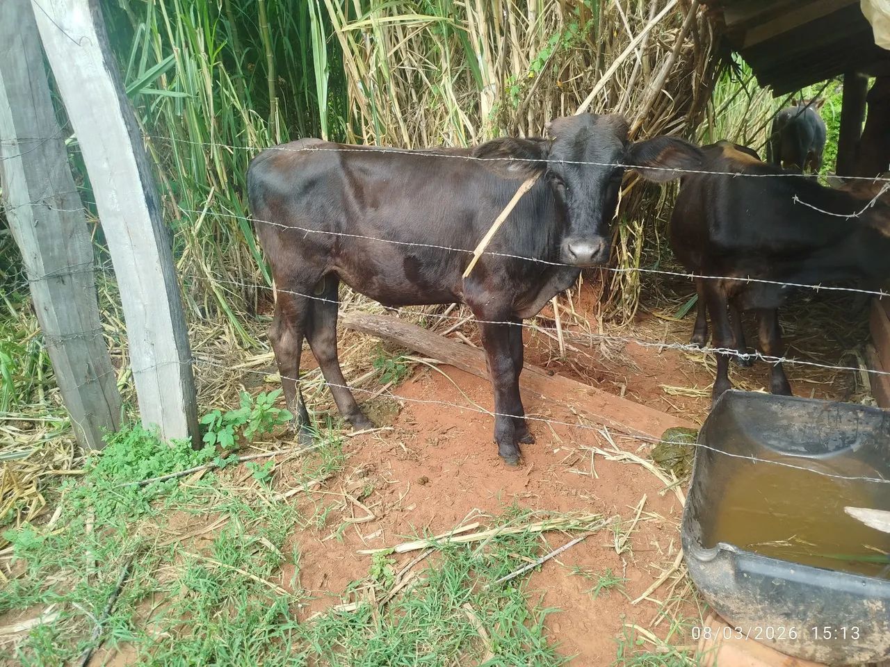 Vende - se  3 bezerros próximos a campo grande  - Foto 4
