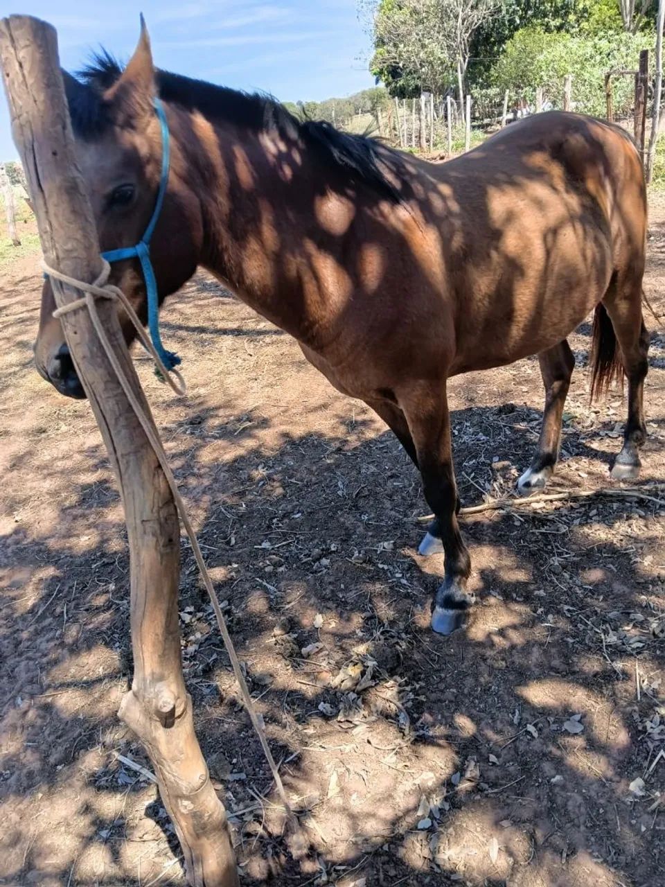 Cavalo - Foto 4