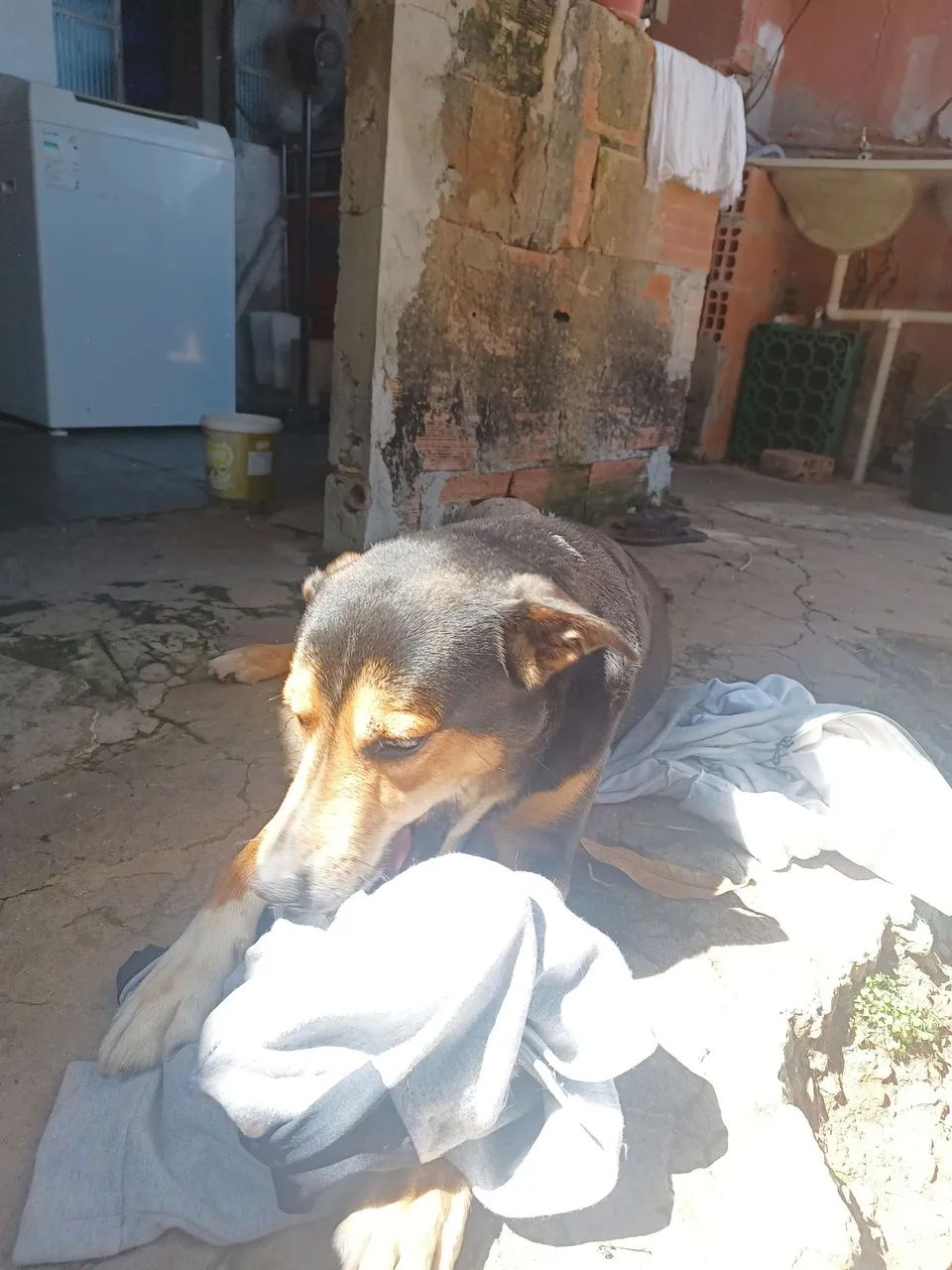 Cruzamento / pastor alemão  - Foto 4