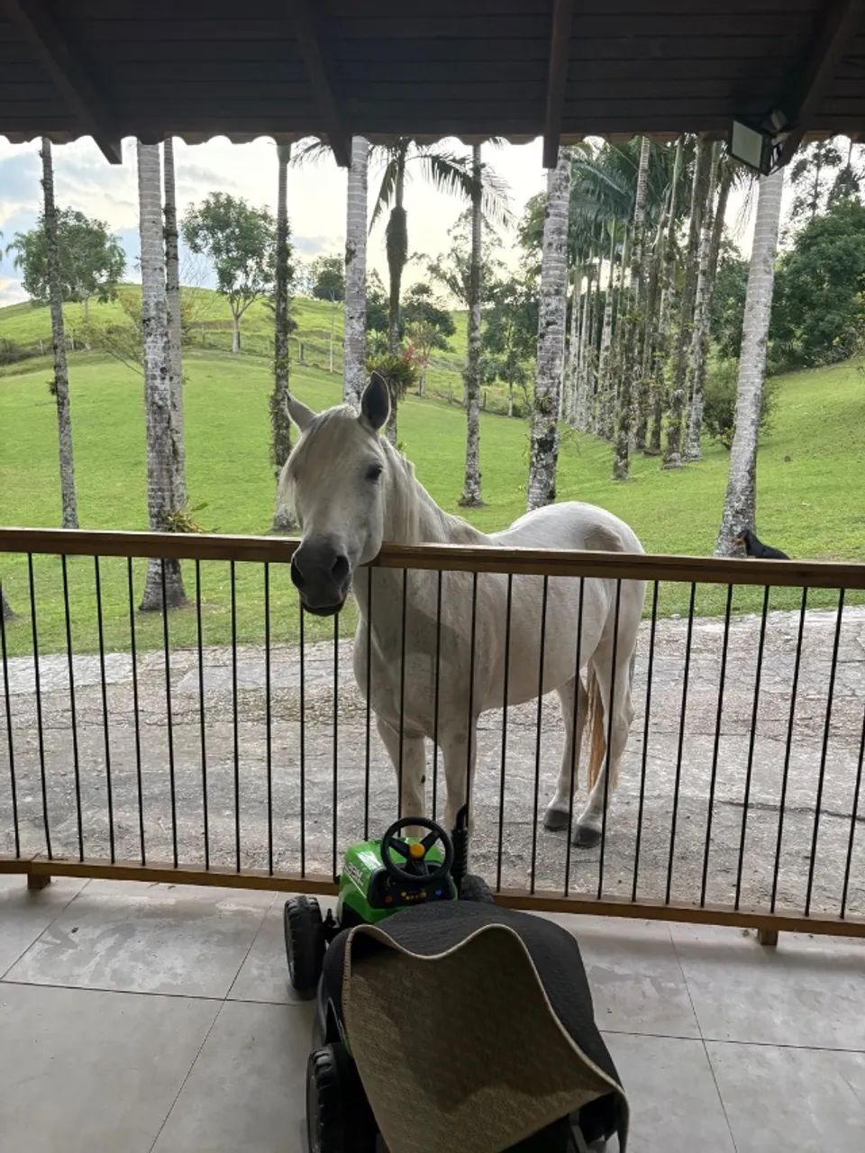 Cavalo mangalarga marchador  - Foto 4